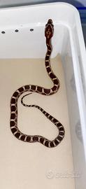 Serpente del grano baby -Wild het scaleless