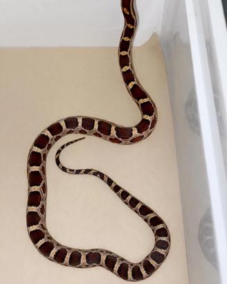 Serpente del grano baby -Wild het scaleless