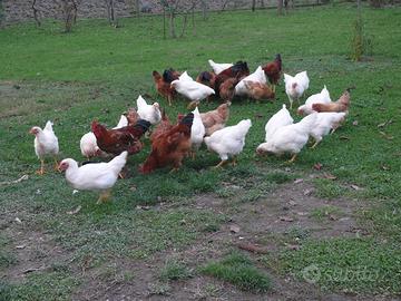 Galline da cortile