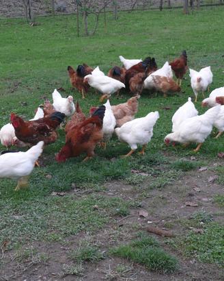 Galline da cortile