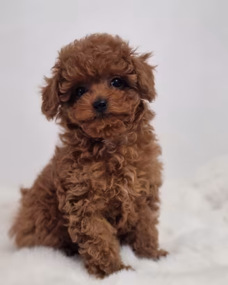 I cuccioli di barboncino toy