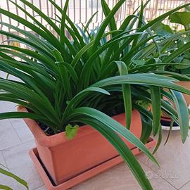 Amaryllis 15 bulbi + vaso 