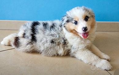 Cucciola pastore australiano con pedigrèe