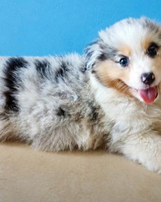 Cucciola pastore australiano con pedigrèe
