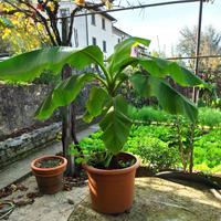 pianta di banane