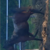 Cavallo intera di 3 anni