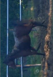 Cavallo intera di 3 anni