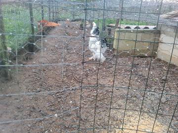 Brahma gigante bianco Columbia