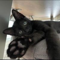 Gatto gattini maschio 5mesi. LEGGI ANNUNCIO