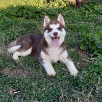 Cucciola Siberian Husky