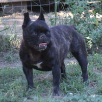 Bouldogue francese in adozione