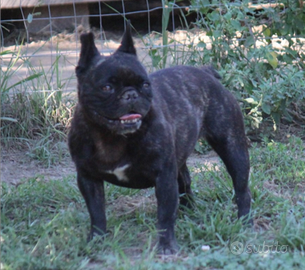 Bouldogue francese in adozione