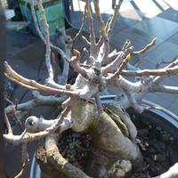 Bonsai di ficus carica