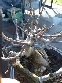 Bonsai di ficus carica