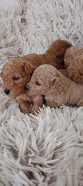 Cuccioli pura razza Barboncino Nano