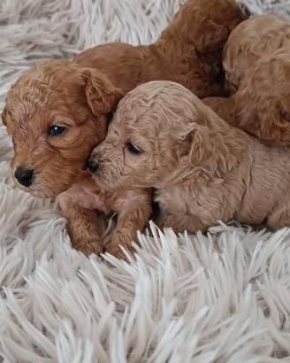Cuccioli pura razza Barboncino Nano