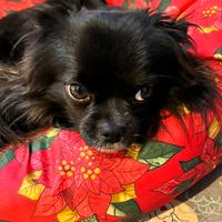 Chihuahua a pelo lungo per monta