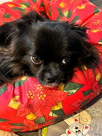 Chihuahua a pelo lungo per monta