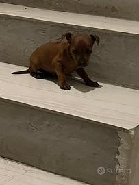 Pinscher femmina