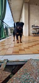 Cucciola di rottweiler