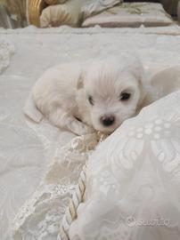 Cucciolo Maltese