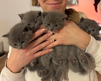 Gattino scottish straight