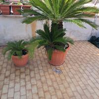 pianta del cycas 