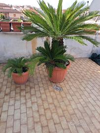 pianta del cycas 
