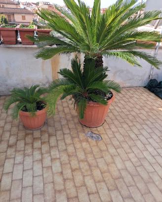 pianta del cycas 