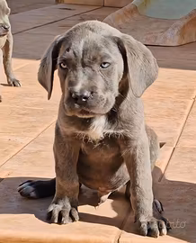 Cuccioli di Cane Corso