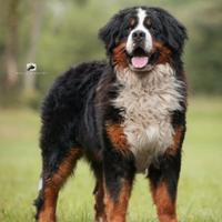 Bovaro del bernese per cucciolate