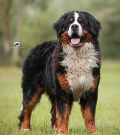 Bovaro del bernese per cucciolate