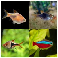 Pesci rasbora arlecchino e cardinali