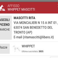 Levrieri whippet Primavera 2026