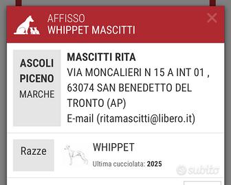 Levrieri whippet Primavera 2026