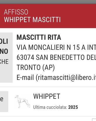 Levrieri whippet Primavera 2026