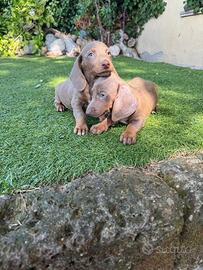 Cuccioli di bassotto nano