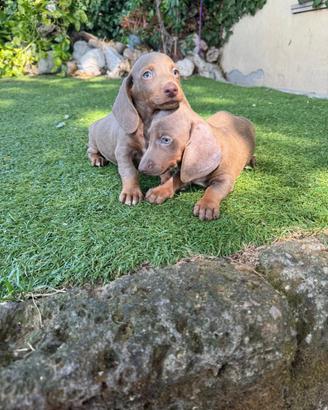 Cuccioli di bassotto nano