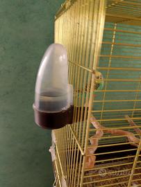 pappagalli razza cocorite