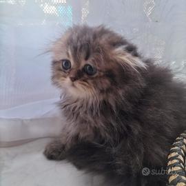 Scottish Fold femmina