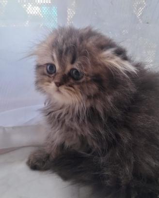 Scottish Fold femmina