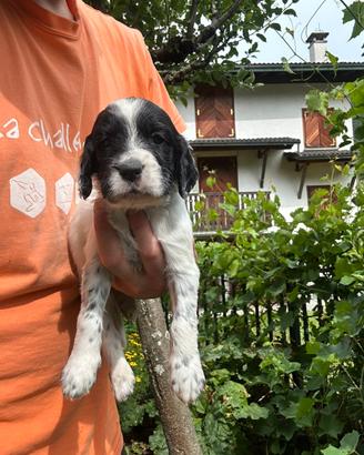 Cucciolata SETTER INGLESE