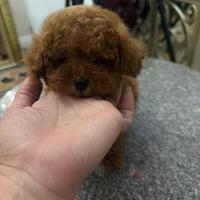 Barboncino mini toy