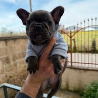 Bulldog francese