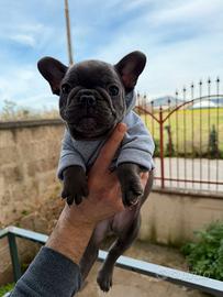 Bulldog francese