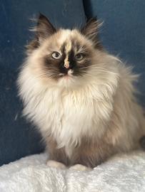 Cucciola Neva masquerade