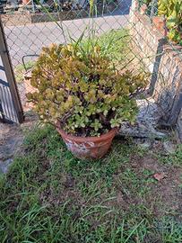 Pianta crassula
