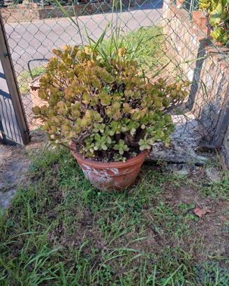 Pianta crassula