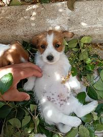 Cuccioli di jack Russell pedigree Roi