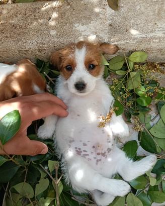 Cuccioli di jack Russell pedigree Roi